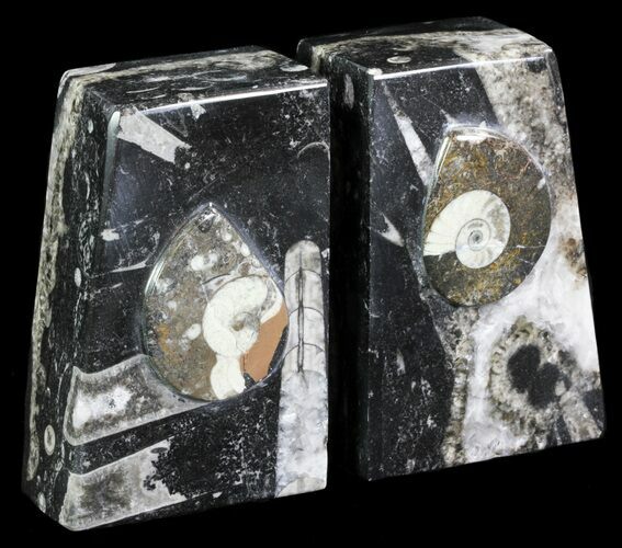 Polished Orthoceras and Goniatite Bookends - Morocco #61323